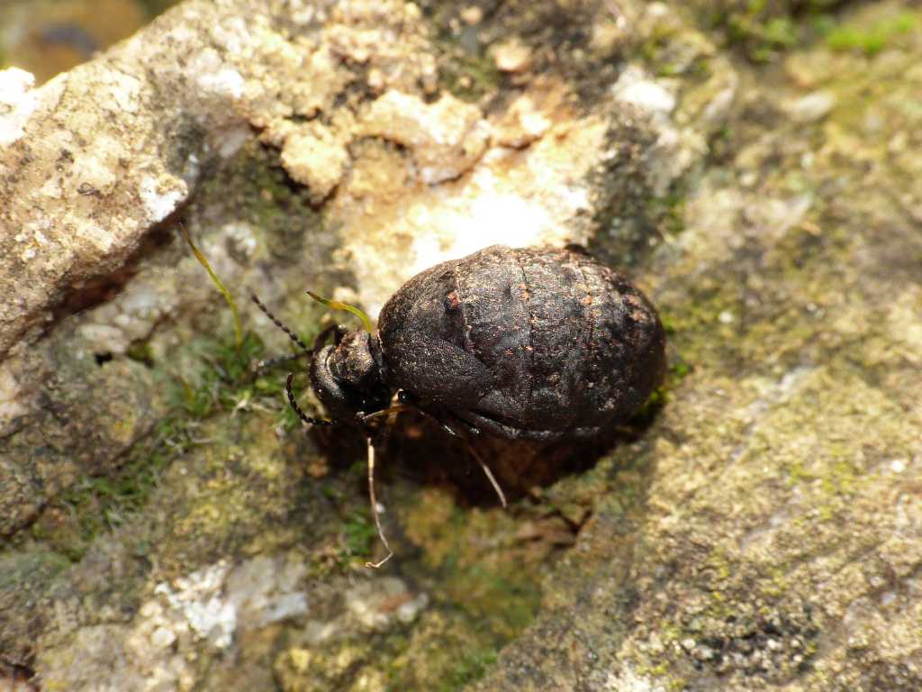 Meloe murinus - Tolfa (RM)